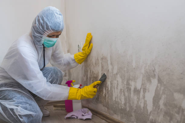 Trusted Thomasville, NC Mold Removal Experts