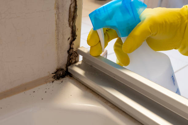 Best Commercial Mold Removal  in Thomasville, NC