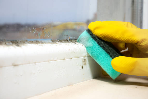 Best Professional Mold Removal  in Thomasville, NC