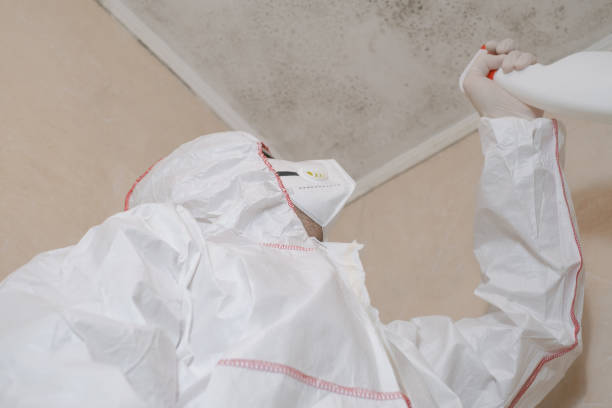 Best Mold Damage Repair  in Thomasville, NC